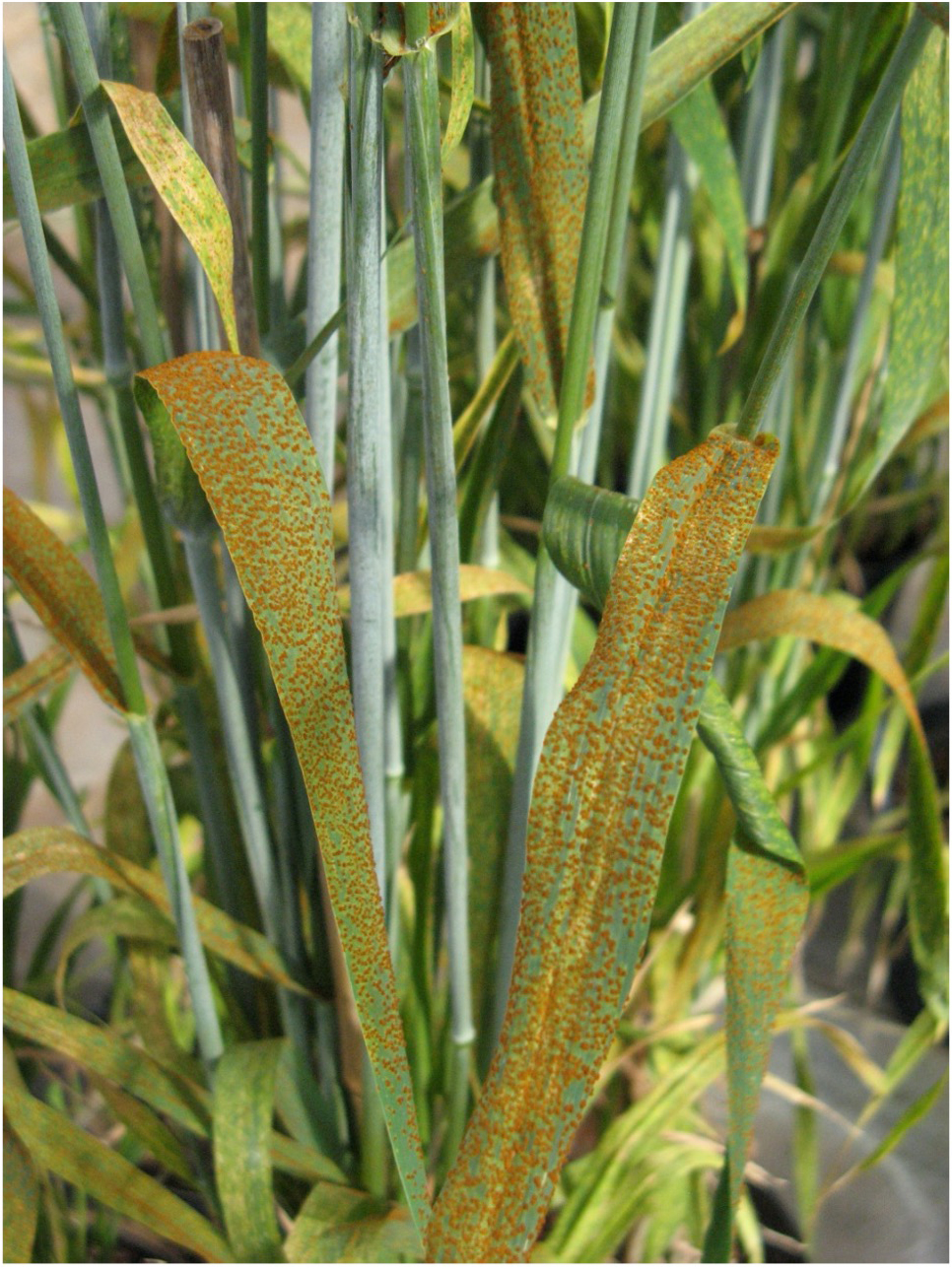 wheat with leaf rust