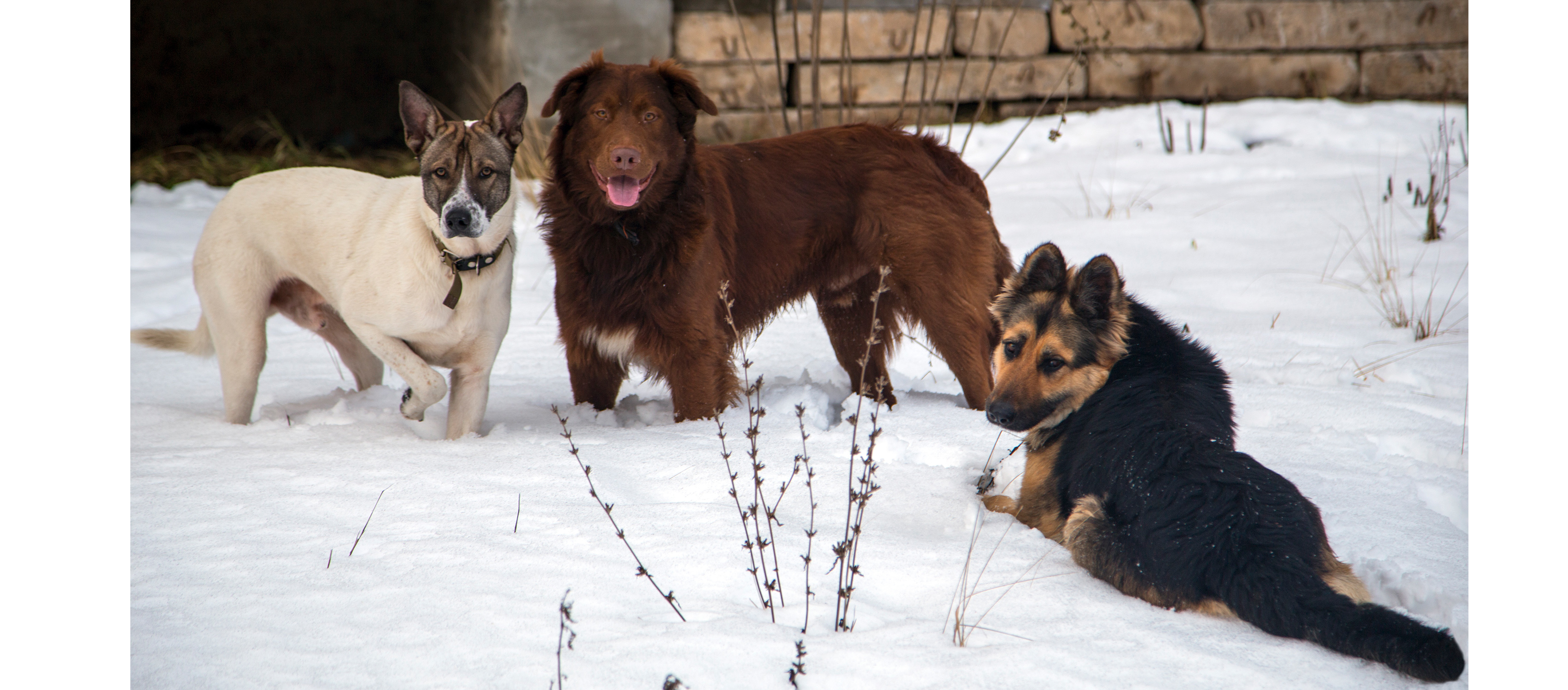 photo of three dogs in the snow