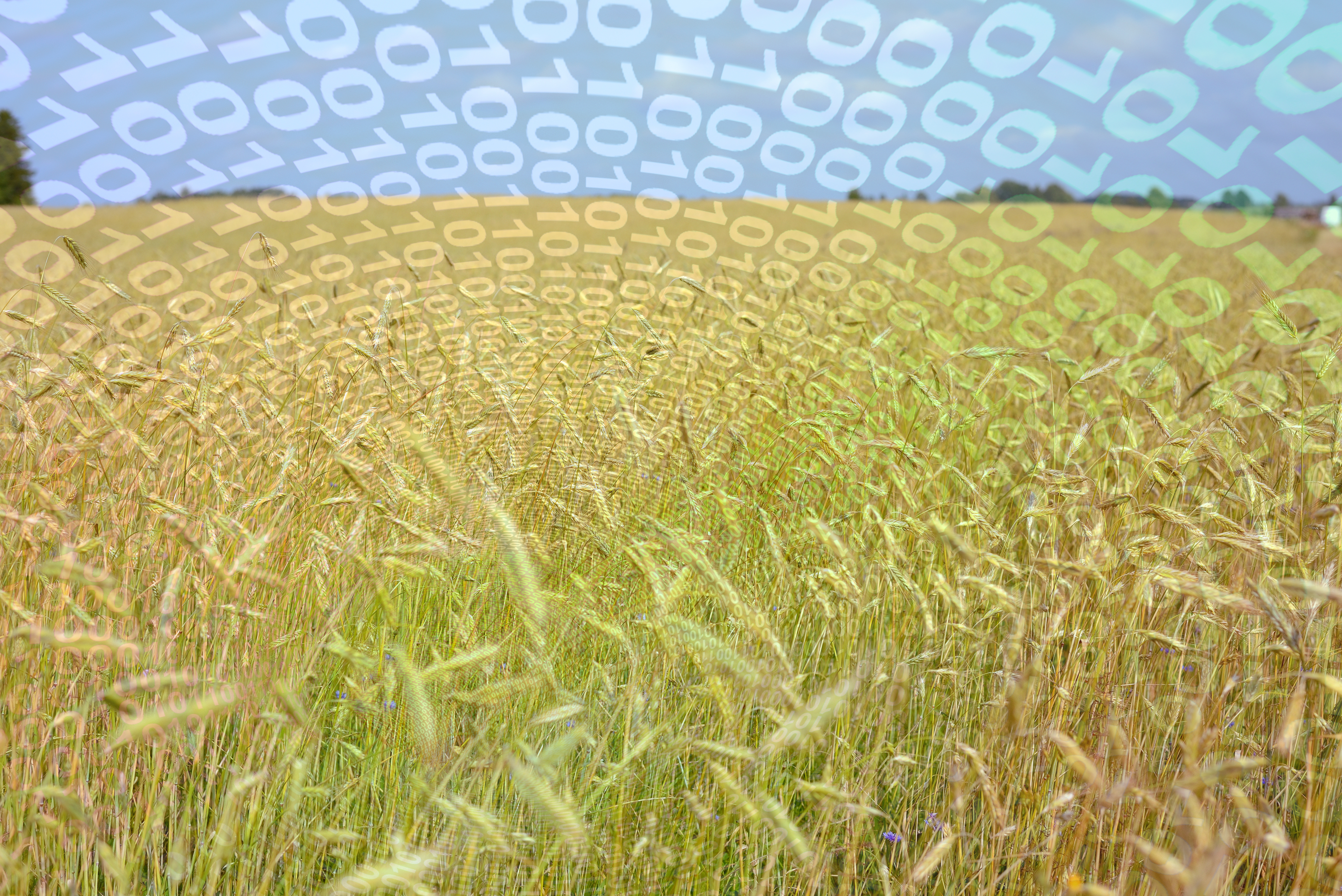 wheat field with watermark of binary code