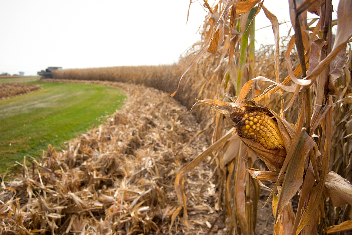 closeup of cornstalk in a partially harvested field