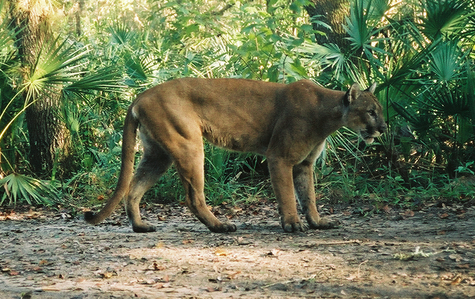 Male Florida panther in tropical greenery