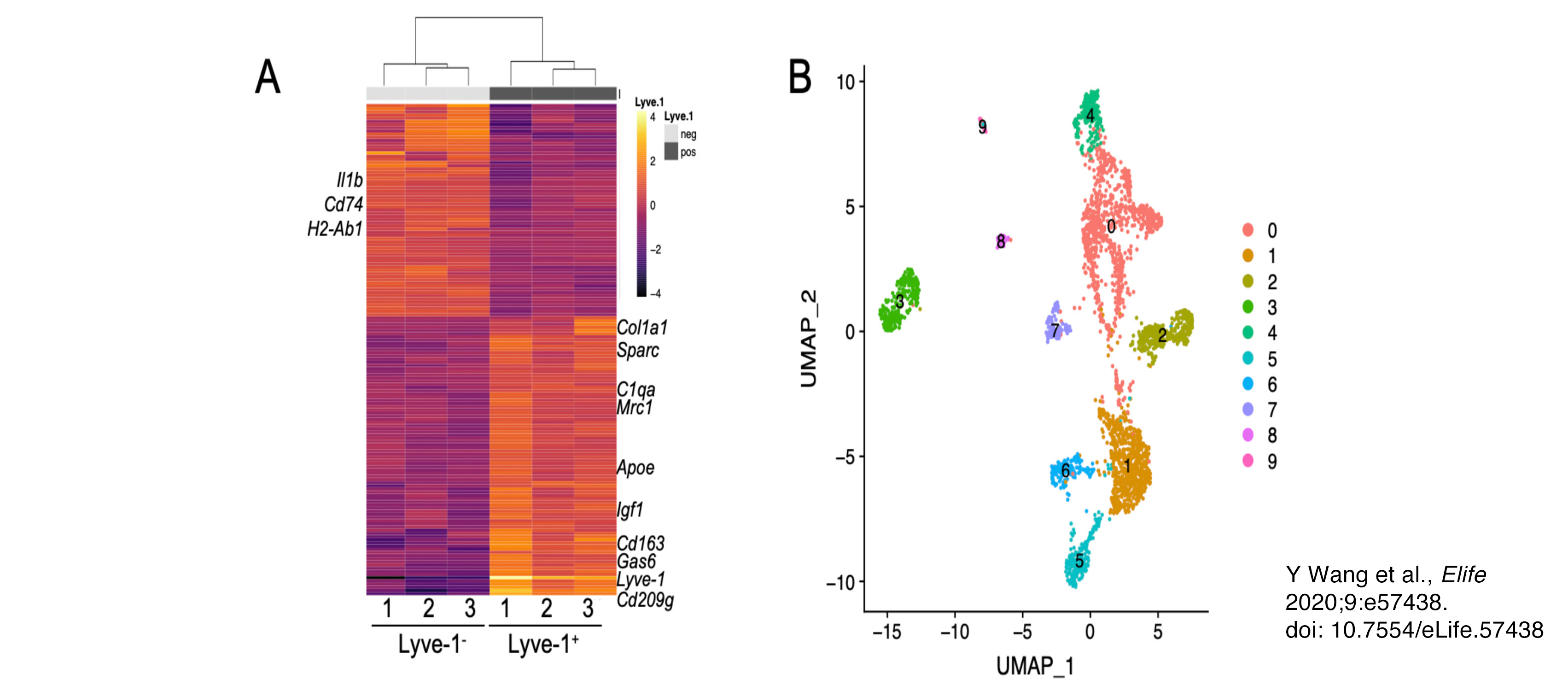 identification of a distinct Lyve-1+ macrophage subpopulation by transcriptional profiling
