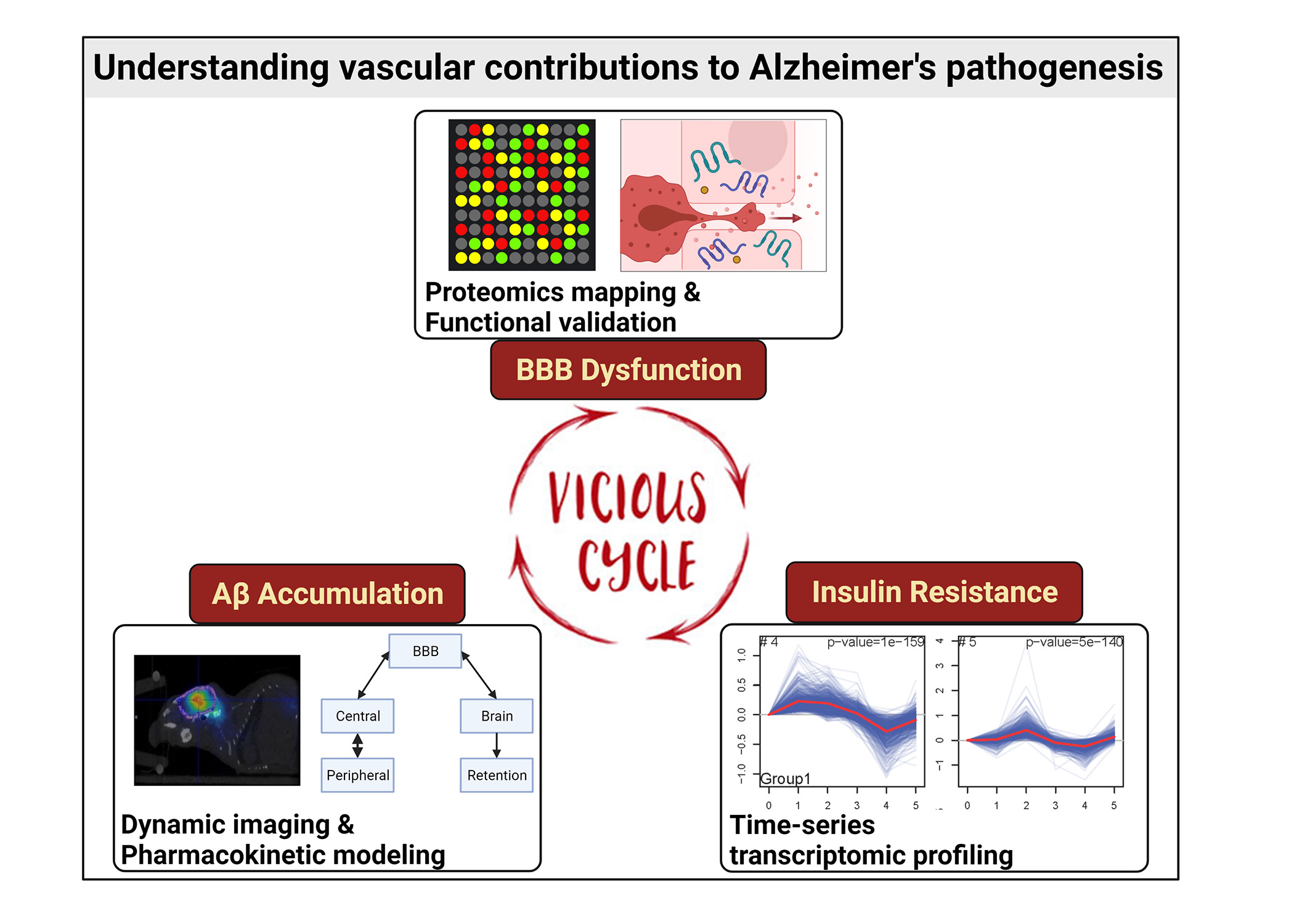schematic of vascular contributions to Alzheimer's pathogenesis