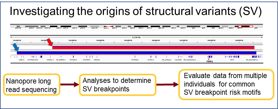 graphic showing the process for investigating the origins of structural variants