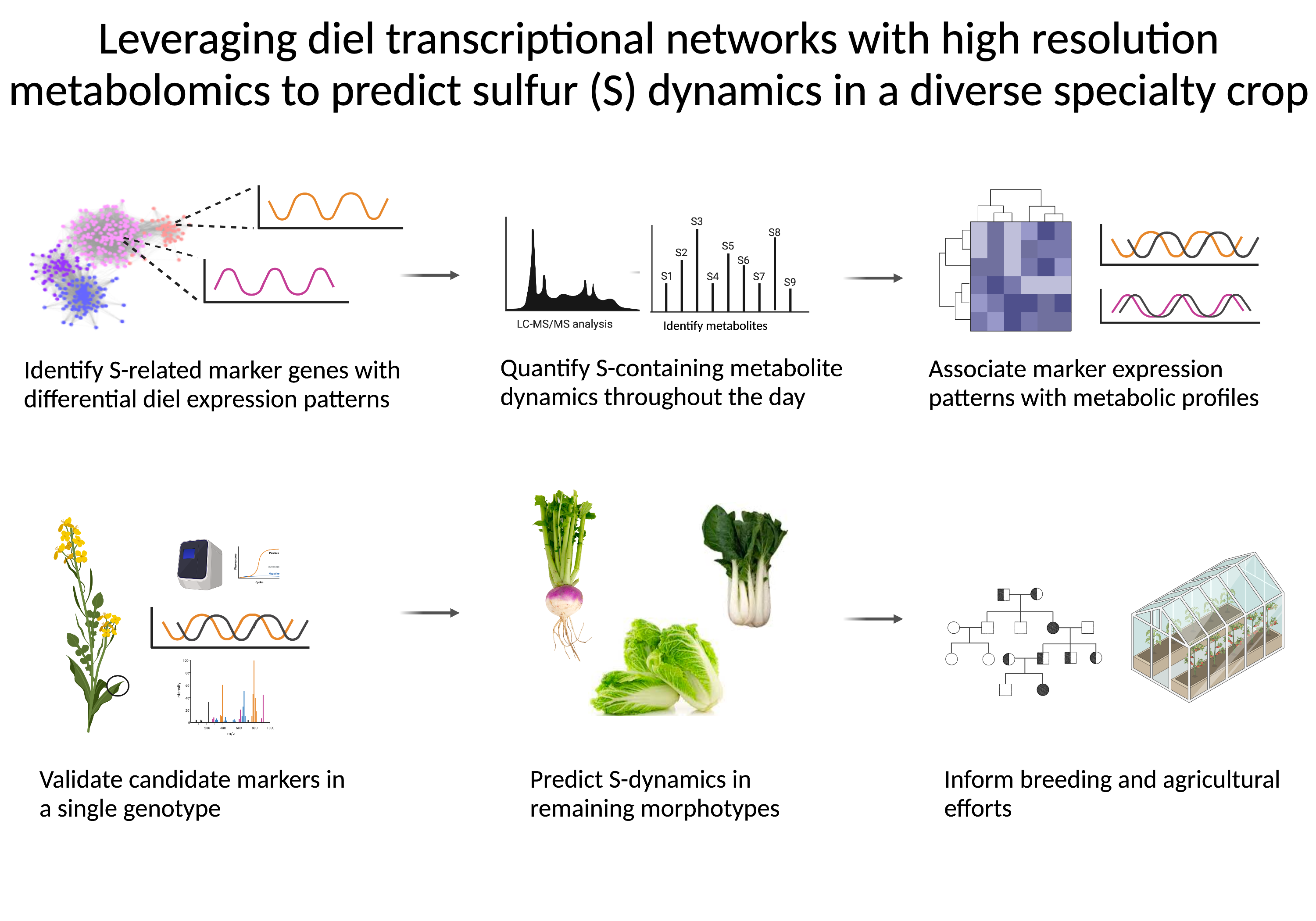 diagram illustrating project titled Leveraging diel transcriptional networks with high resolution metabolomics to predict sulfur dynamics in a diverse specialty crop