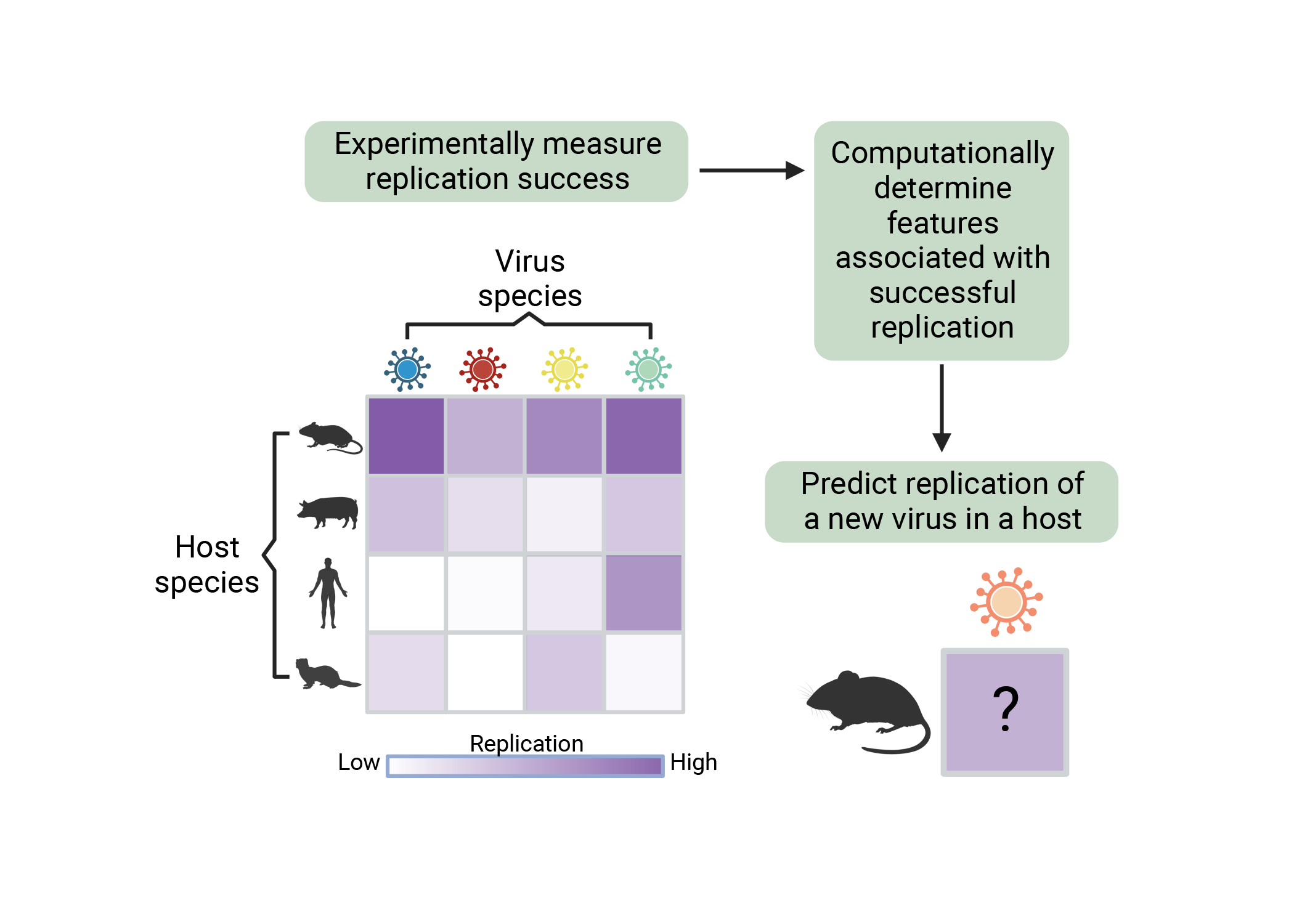 graphic showing project: Step 1, experimentally measure replication success; Step 2, computationally determine features associated with successful replication; Step 3, predict replication of a new virus in a host