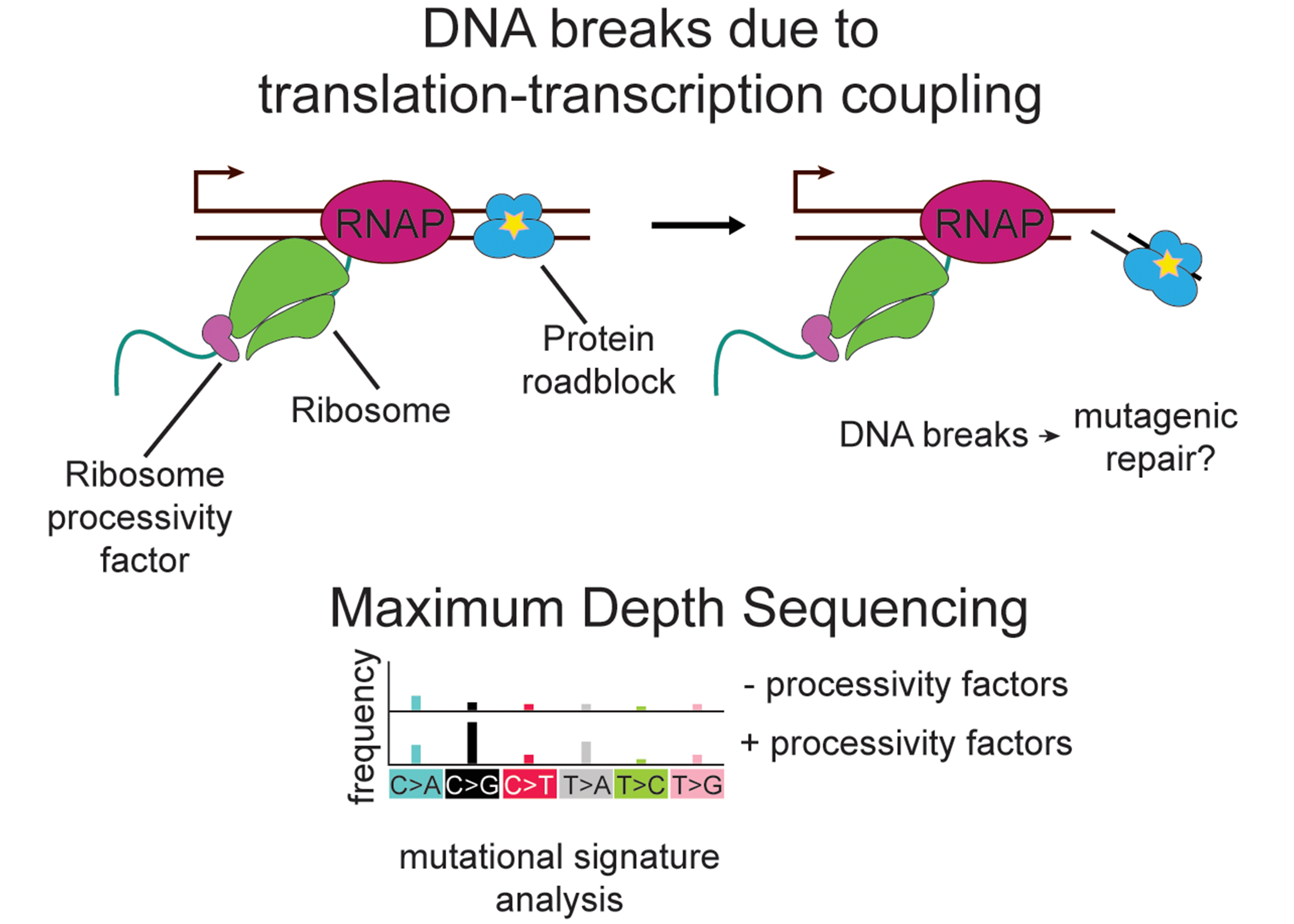 graphical depiction of DNA breaks due to translation-transcription coupling