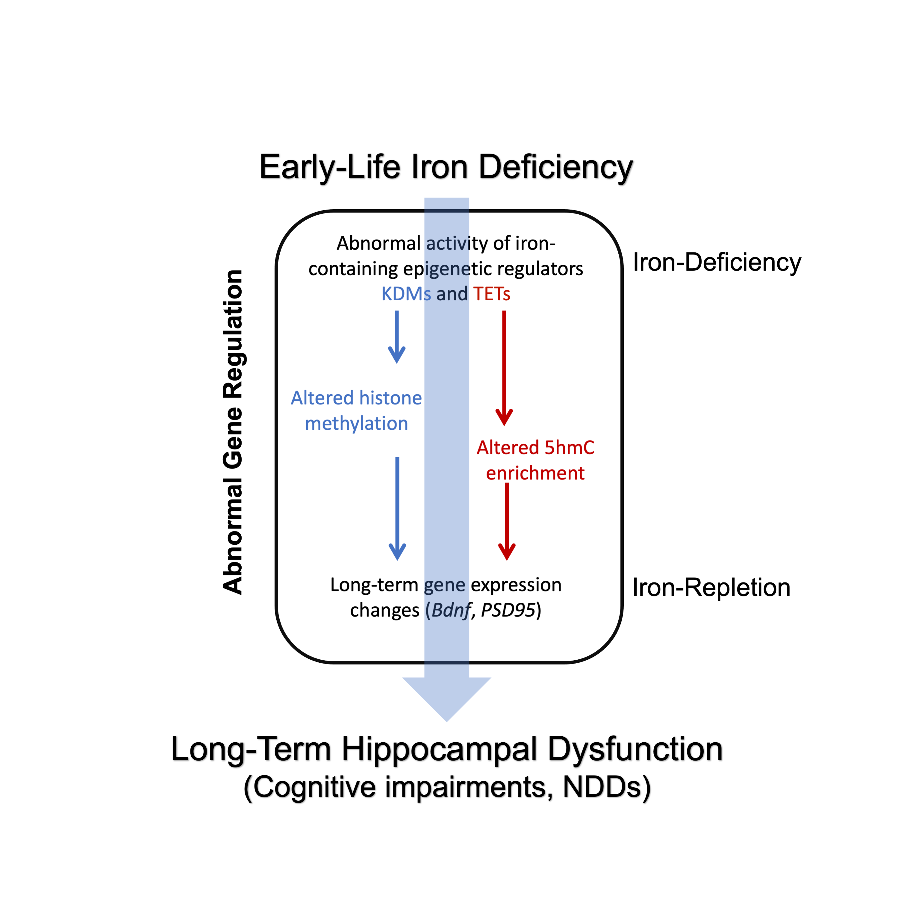 graphic showing long-term hippocampal dysfunction