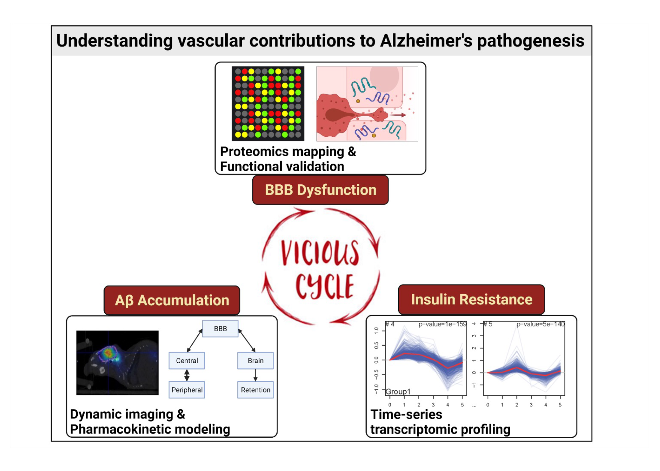 diagram showing cycle of vascular contributions to Alzheimer's pathogenesis
