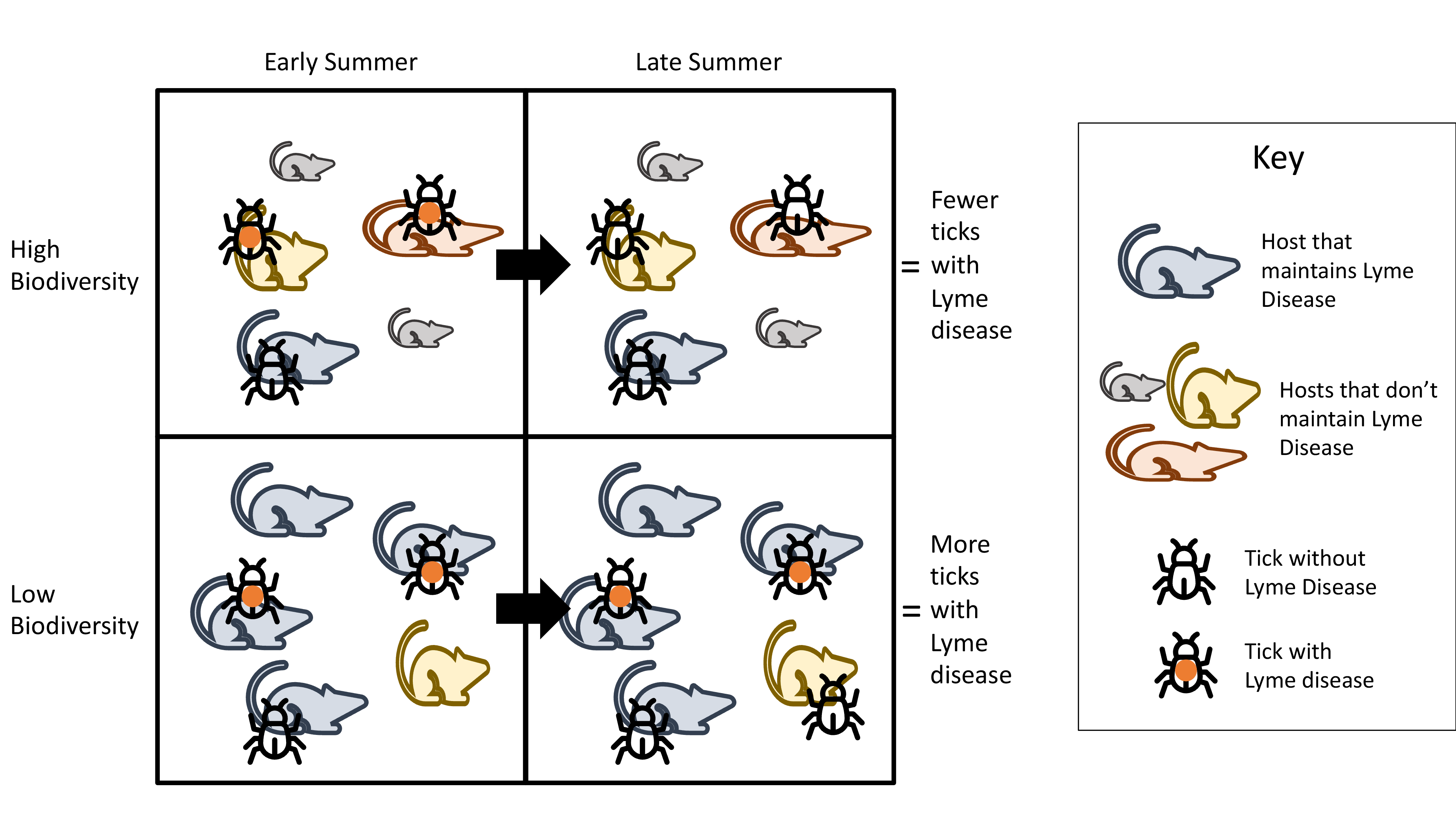 graphic showing prevalence of Lyme disease in nosts and ticks at different seasons and biodiversity levels
