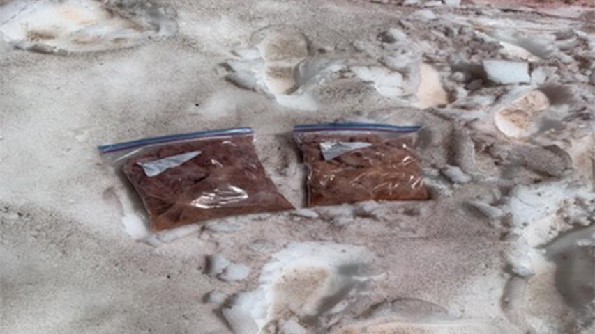 bags with pink algae samples lying on snow