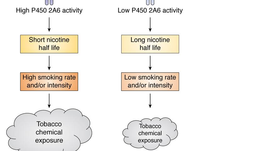 Proposed relationship of CYP2A6 diplotype to smoking intensity and cancer