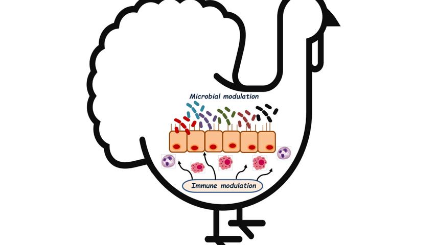graphic of turkey gut with probiotic treatment
