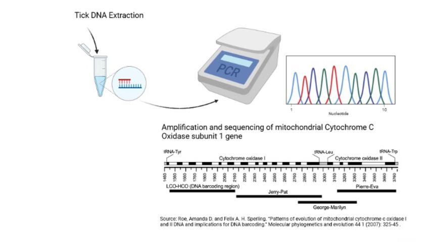 schematic of tick DNA sequencing