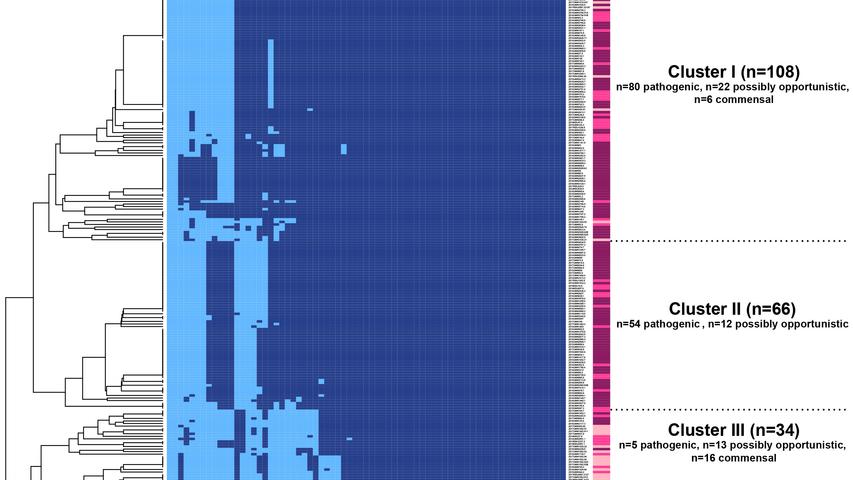 heatmap illustrating the presence and absence of 701 published virulence-associated gene profiling of 208 S. suis isolates