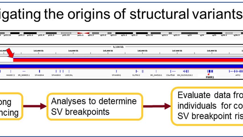 graphic showing the process for investigating the origins of structural variants