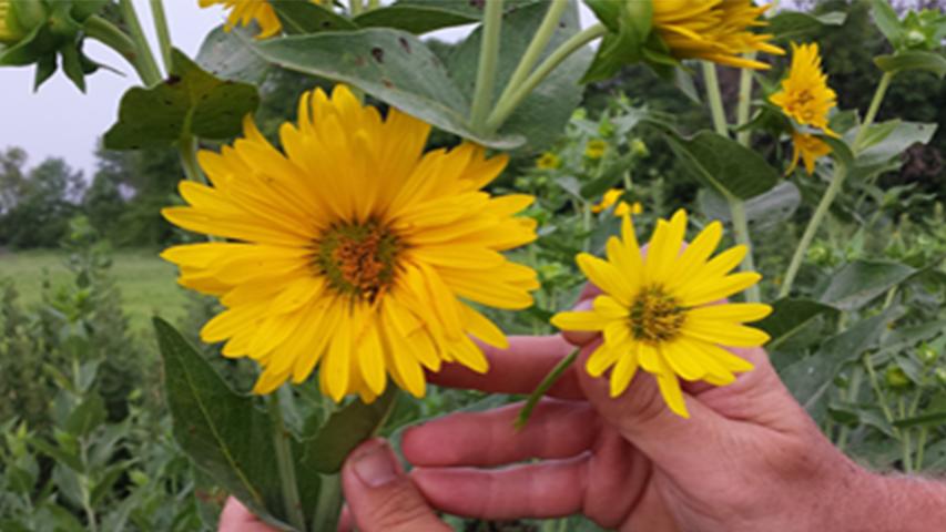 closeup of two Silphium flowers, a large on on the left and a smaller one on the right