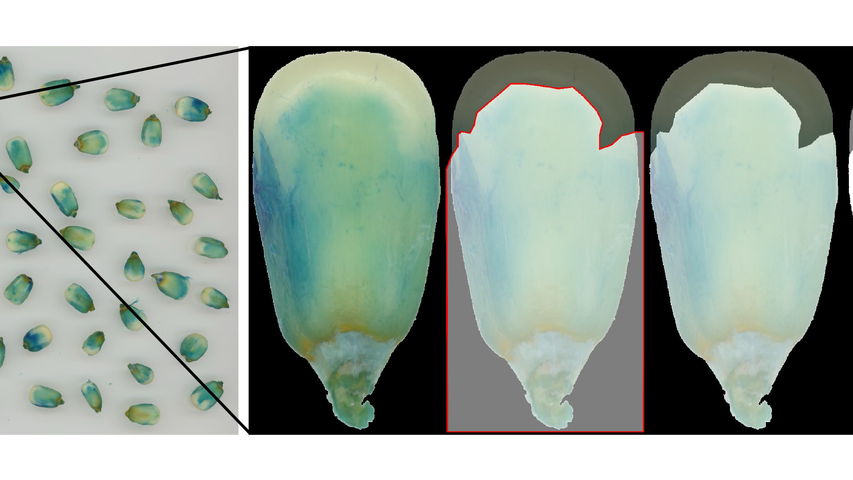 image showing maize kernels, plus close-ups of kernels with portions masked out