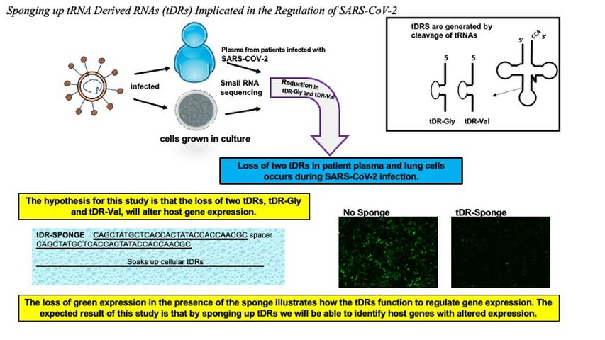 graphical abstract of genetic investigations of SARS-CoV-2