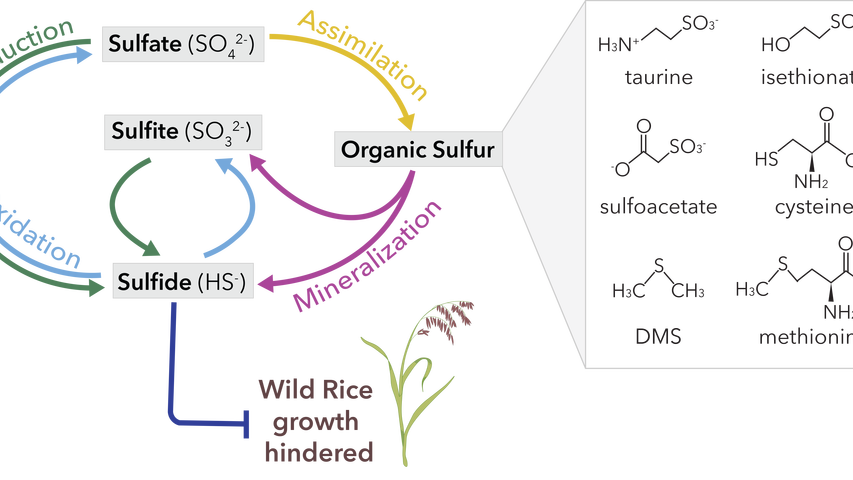 graphical abstract of project to reduce excess sulfur in soil