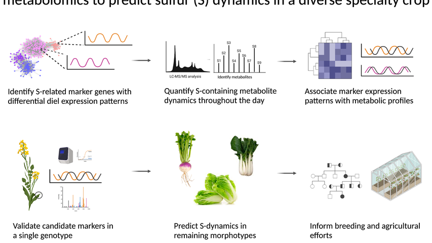 diagram illustrating project titled Leveraging diel transcriptional networks with high resolution metabolomics to predict sulfur dynamics in a diverse specialty crop