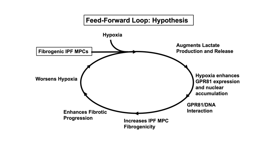 diagram showing the hypothesis of the feed-forward loop