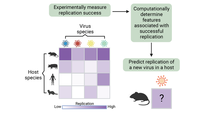 graphic showing project: Step 1, experimentally measure replication success; Step 2, computationally determine features associated with successful replication; Step 3, predict replication of a new virus in a host