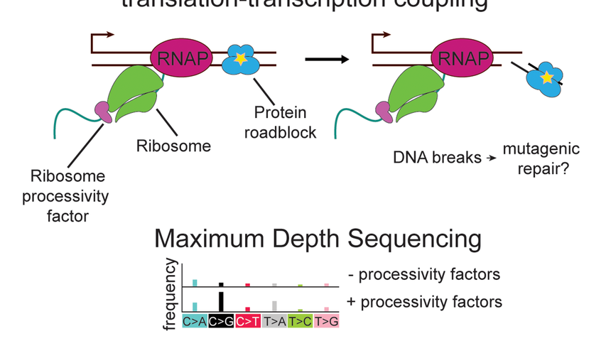 graphical depiction of DNA breaks due to translation-transcription coupling