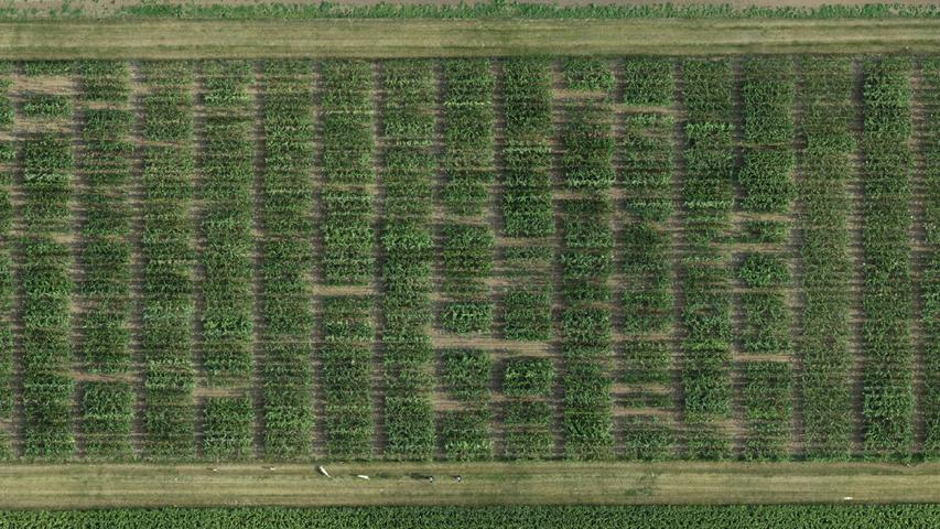 aerial photo of an experimental corn field