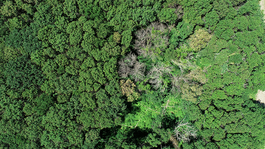 aerial view of forest with area of leafless trees at center right