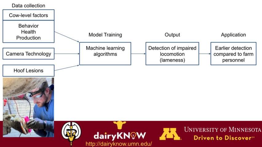 flow chart for training AI to detect lameness