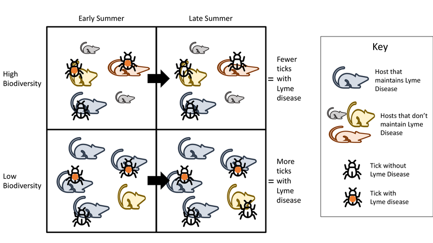 graphic showing prevalence of Lyme disease in nosts and ticks at different seasons and biodiversity levels