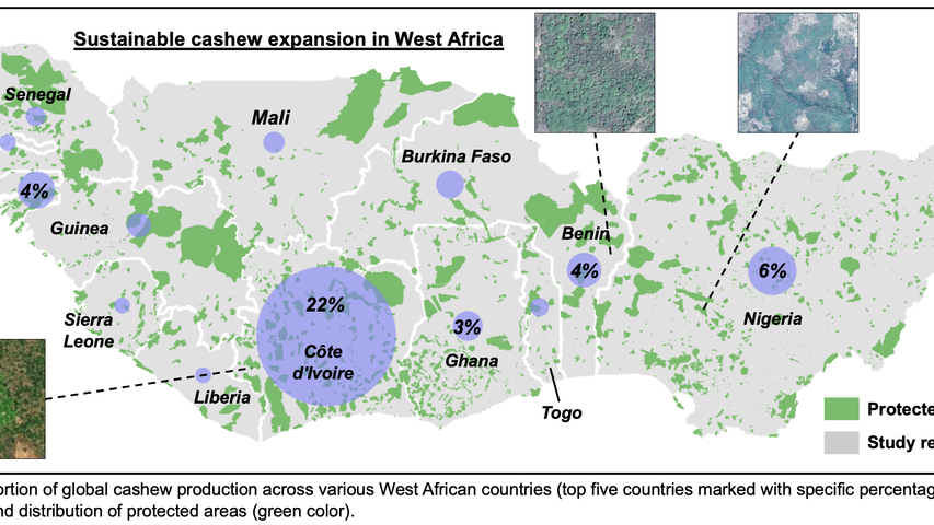 Map showing proportion of global cashew production across various West African countries (top five countries marked with specific percentage values) and distribution of protected areas.