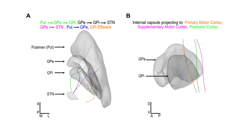 Representations of pathways included in the pallidal DBS modeling pipeline