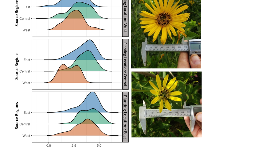 Left side, three graphs showing bell curves of plant yield in three regions; right side, comparison of flower size in two plants